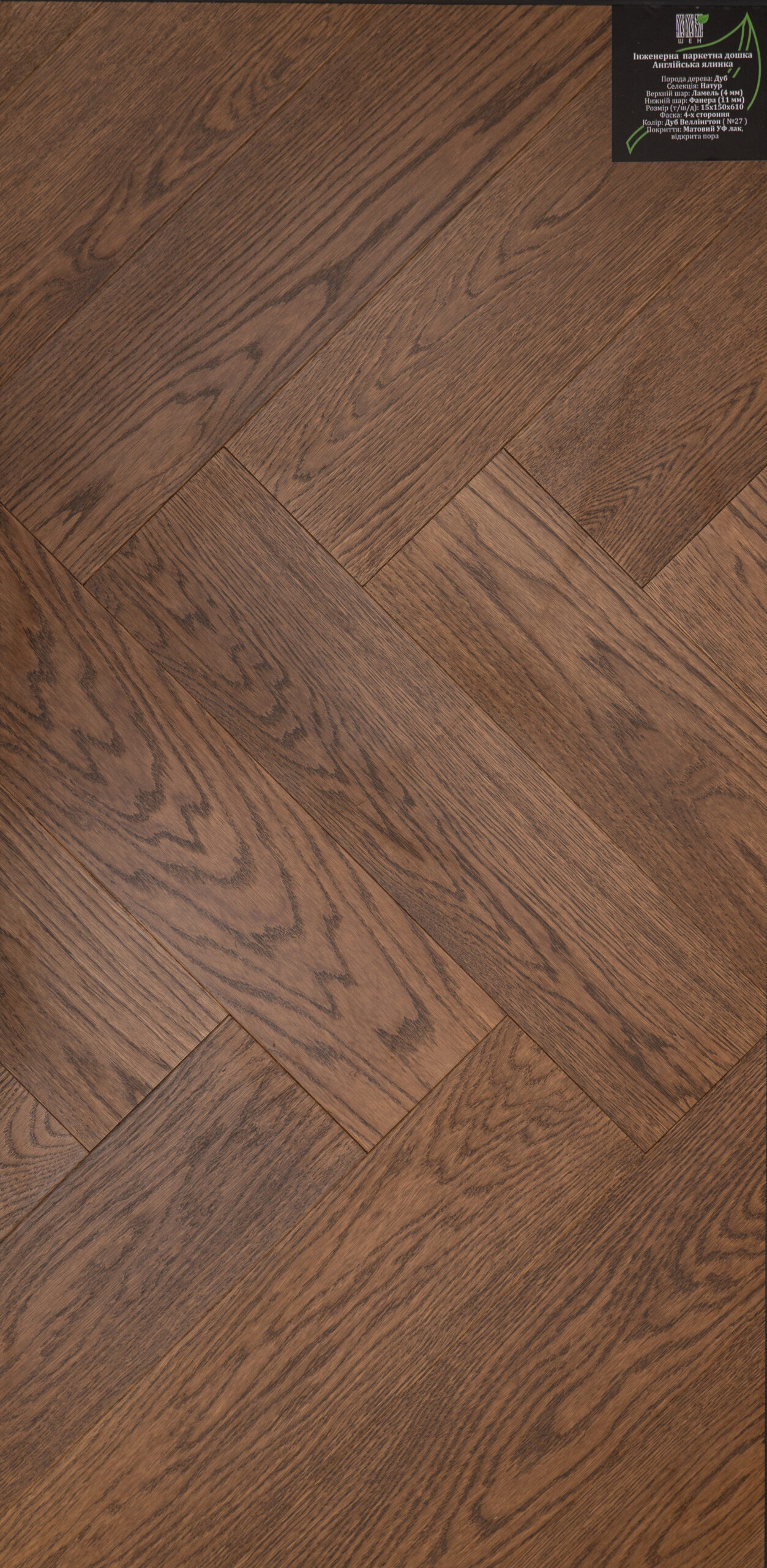 Анг_№27 Дуб Веллінгтон_150_610_натур